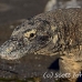 dragon_komodo_hsb_rinca_h_1148_kom2927.jpg